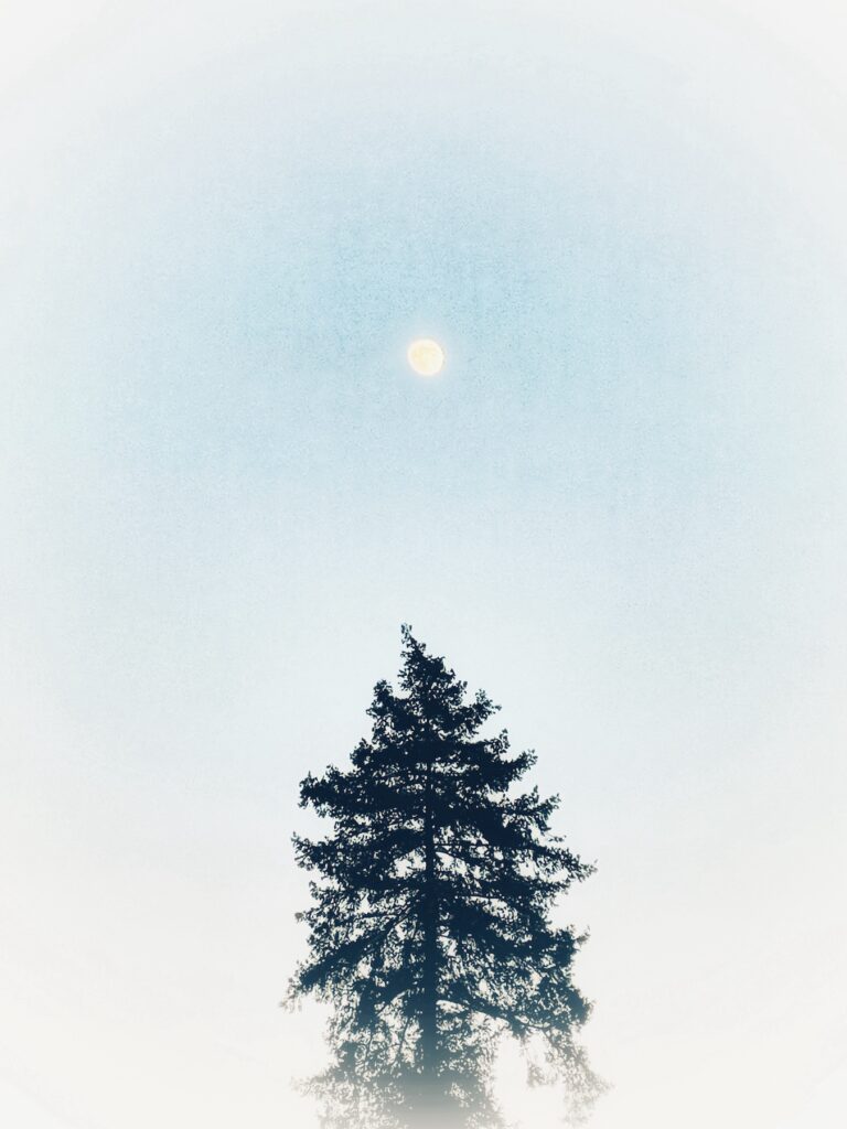Silhouette einer hohen Tanne vor hellem Himmel und Vollmond über dem Wipfel.