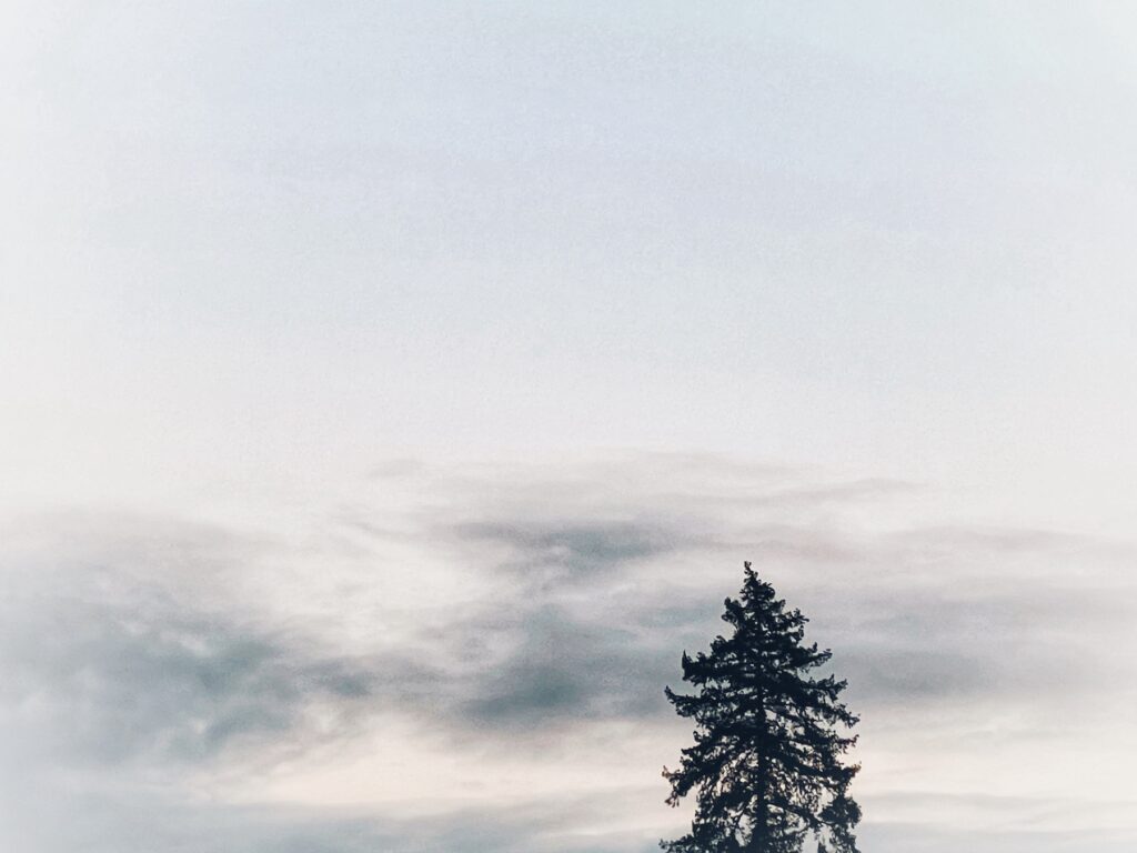 Silhouette einer hohen Tanne vor einem hellen, wolkenverhangenen Himmel.
